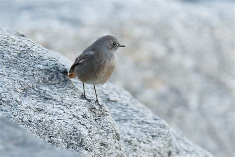 Codirosso Spazzacamino Phoenicurus Ochruros Black Redsta Flickr