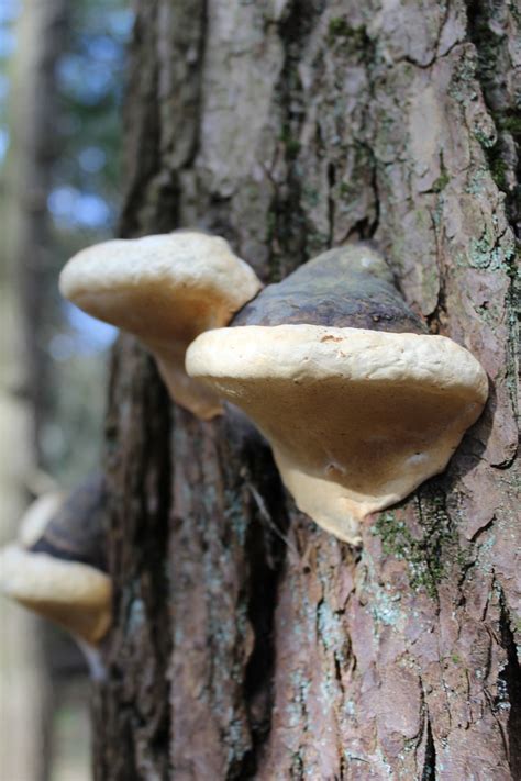 Croissance Des Arbres Champignons Photo Gratuite Sur Pixabay Pixabay