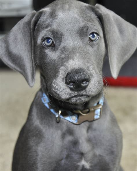 My female, 10 week old, blue Great Dane puppy, named Vill… | Flickr