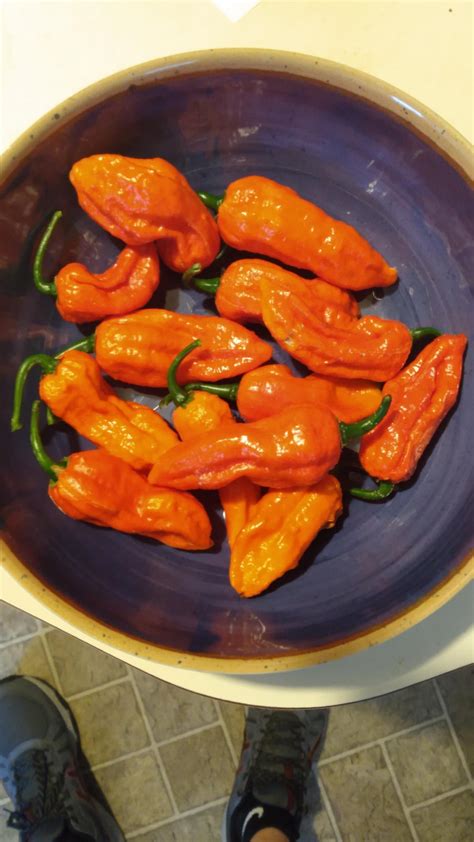 1st Ghost pepper harvest! : r/spicy