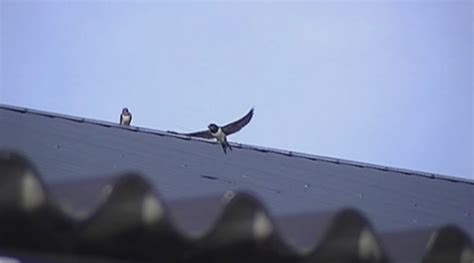 Boerenzwaluwen Rond De Schuur Vroege Vogels Bnnvara