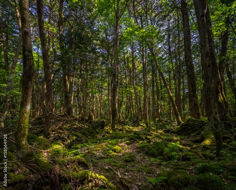 Foto De Aokigahara Forest Mysterious Forest In The Japanese Mount Fuji