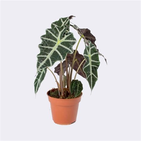 Indoor Planters Home Décor Home & Living Alocasia amazonica etna.com.pe