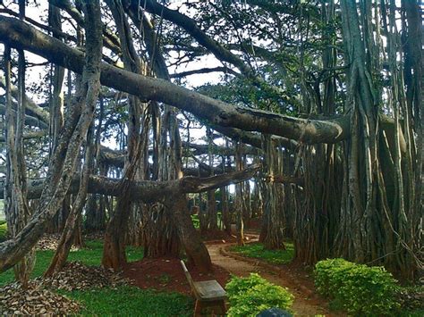 The Big Banyan Tree Bangalore | Doda Aladha Mara| Dodda Aladha Mara