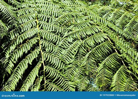 A Large Green Leafy Fern Stock Photo Image Of Fern 197922888