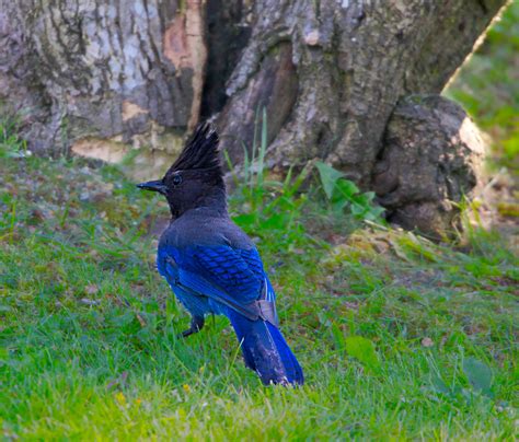 Steller S Jay Carl Comeau Flickr