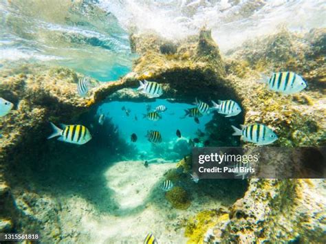 Playa Mujeres Photos and Premium High Res Pictures - Getty Images