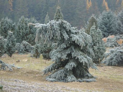 Blue Spruce Weeping Trees Spruce