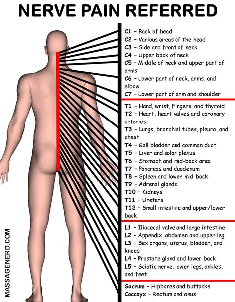 Anatomy Nerve Pain Referred Massage Therapy Pinterest Nerve