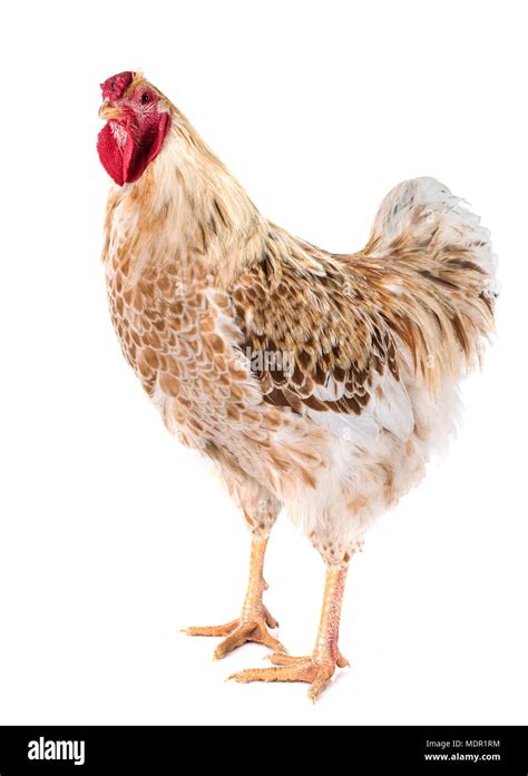 Wyandotte Chicken In Front Of White Background Stock Photo Alamy