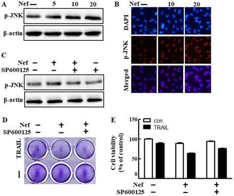 Neferine Treatment Enhances The Trailinduced Apoptosis Of Human