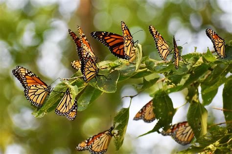 Monarch Butterfly Population Dropping Locals Help Out Aurora News