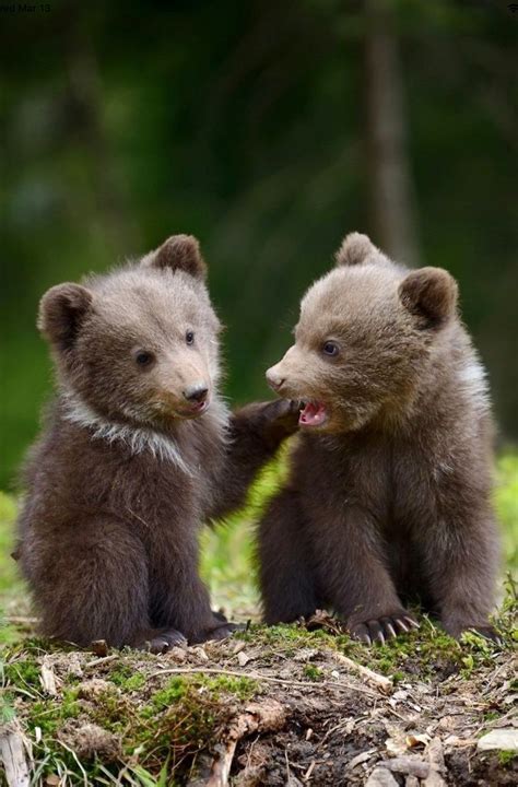 Cute Grizzly Bears