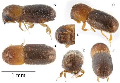 ﻿revision Of The Xyleborine Ambrosia Beetle Genus Microperus Wood 1980