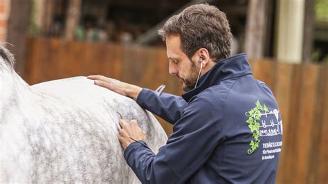 Gallensteine Bei Pferden Wie Werden Sie Behandelt Cavallo De