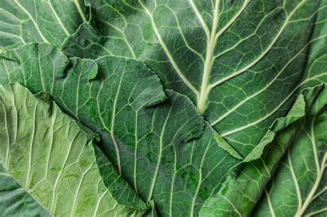 The BIG Guide to Leafy Greens | BigOven