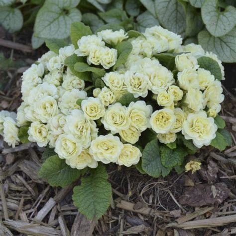 Primula Belarina Cream - Shop Sugar Creek Gardens