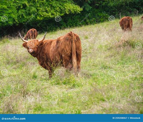 Brown Scottish Highland Cow On A Meadow Stock Image Image Of Horns