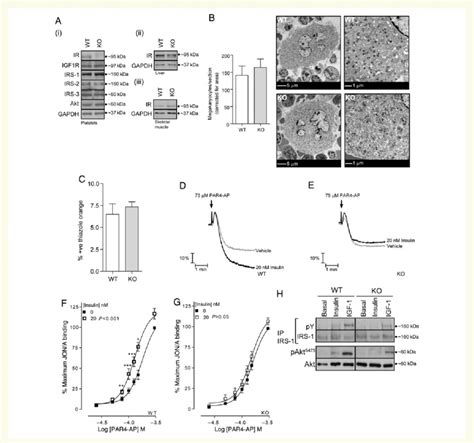 Insulin acting at IR enhances mouse platelet function. (A)... | Download Scientific Diagram