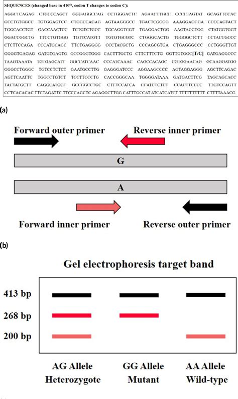 [pdf] Tetra‐primer Amplification Refractory Mutation System Arms Pcr Used To Detect 3’utr