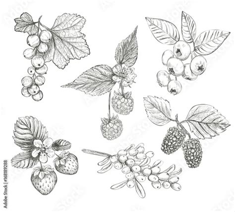 Sketch Berries Set Vector Illustration Hand Drawing A Berries