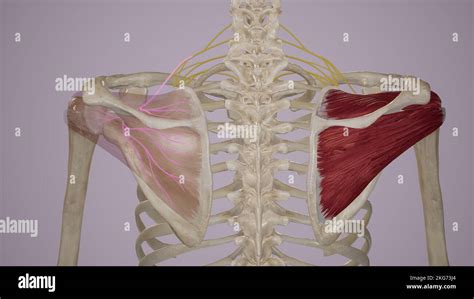 Nerve Supply Of Supraspinatus And Infraspinatus Stock Photo Alamy