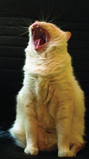 Premium Photo Cat Yawning While Sitting Against Wall