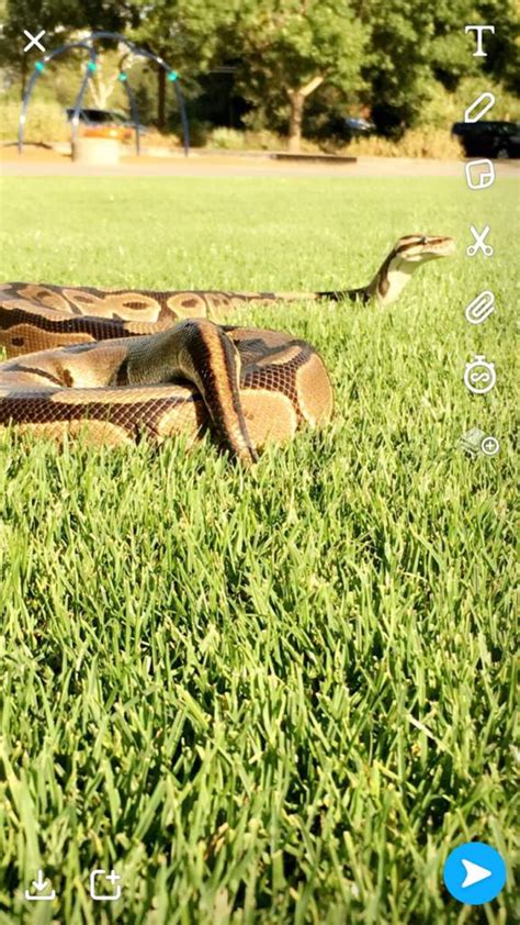 Snakes🐍 Wiki Reptiles Amino