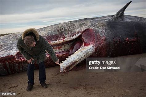 Sperm Whale Teeth Photos and Premium High Res Pictures - Getty Images