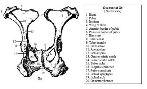 Ischial Spine Surface Anatomy