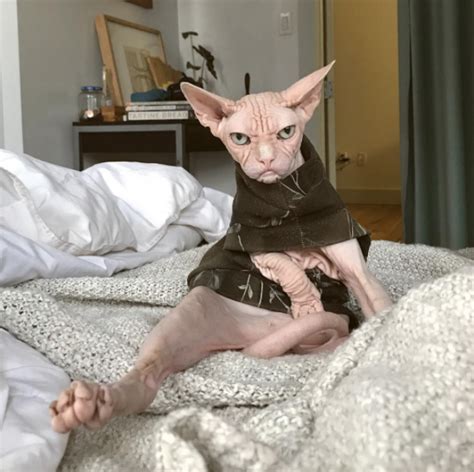 Here Are Some Photos Of Sphynx Cats I Thought Were Naked People