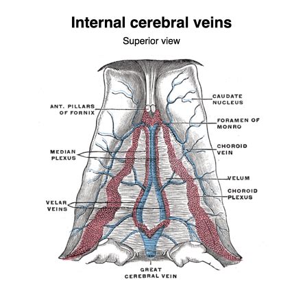 Internal Jugular Vein Brain