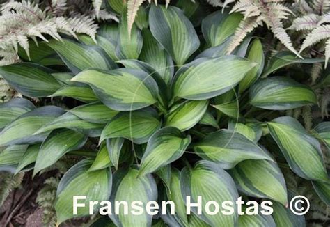 Hosta June Spirit Fransen Hostas