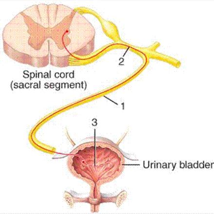 Anat Exam Flashcards Quizlet