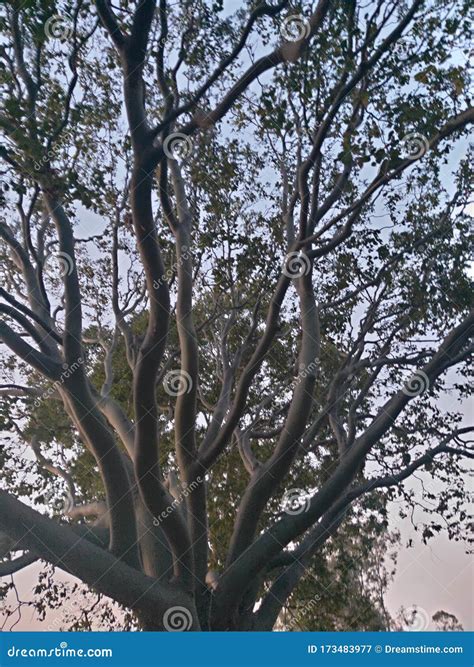 Really Pretty Trees