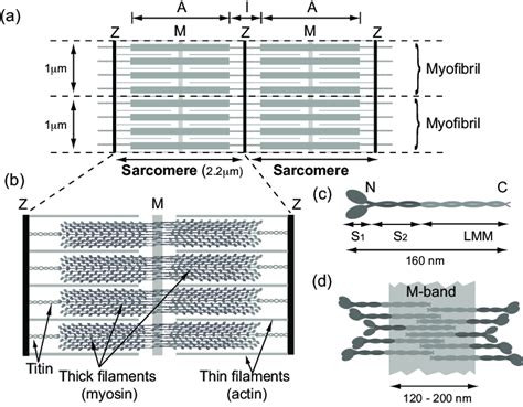 Schematic Diagram Illustrating The Major Sarcomeric Components Of