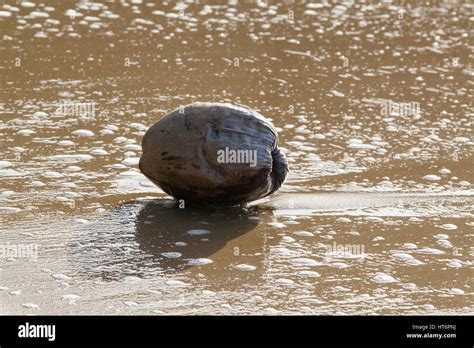 Coconut seed dispersal hi-res stock photography and images - Alamy