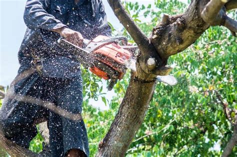 How To Remove A Tree Branch Tips And Tools