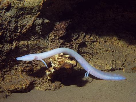 The Olm Human fish Туристичка организација Града Требиња