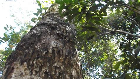 Rvores Do Brasil Angico Vermelho Nativa Do Cerrado Youtube