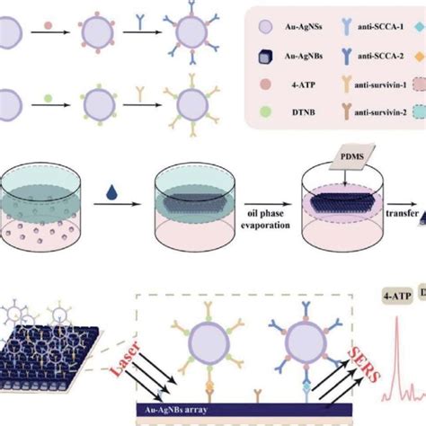 Schematic Diagram A The Synthesis Procedure Of Atp Dtnb Labeled