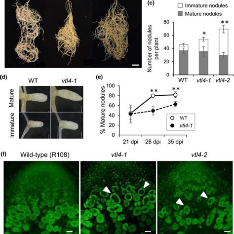 Localization Of Vtl And Vtl In Medicago Truncatula Translational