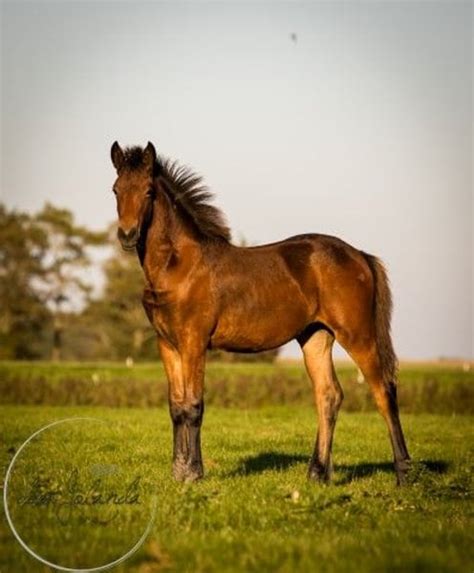 Frison Croisé Jument 1 Année 164 cm Bai in Tzummarum