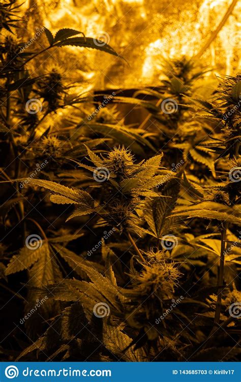 Energizar La Cepa De Marihuana Contiene Altos Niveles De Thc Proceso De