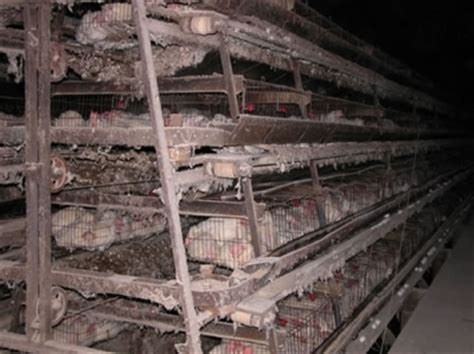 The Cruelty of Battery Hen Cages and Intense Egg Production