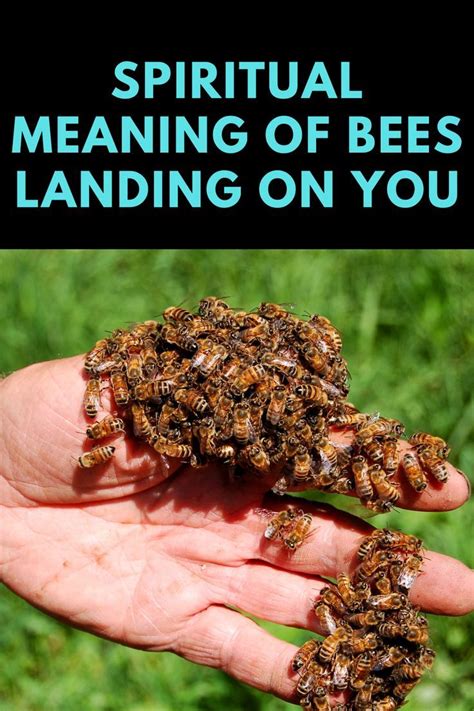 What Is The Spiritual Meaning Of Bees Landing On You In 2022