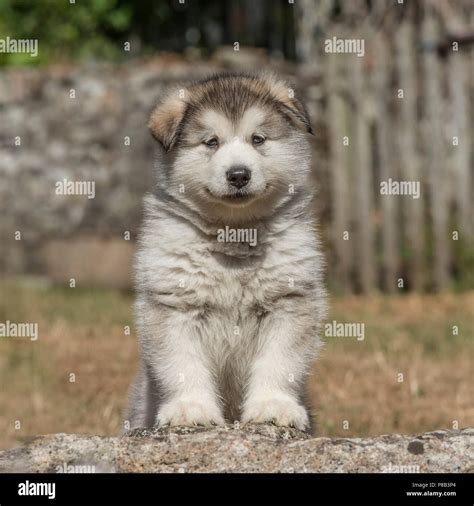 Alaskan Malamute Hi Res Stock Photography And Images Alamy