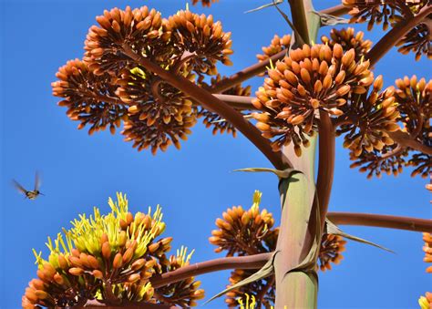 Living on Winchester Ranch: Blue Agave Blooming