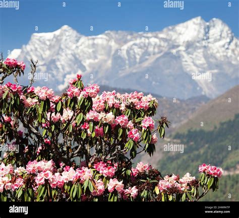 flowering rhododendron tree, springtime in himalayan mountains, mount ...