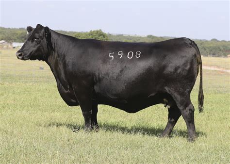 Angus Embryos For Sale Sb10 3077 Sire Buyer